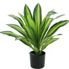 RETIF Dracena Im Topf H 50 Cm Best