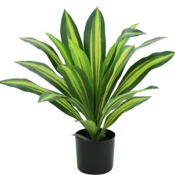 RETIF Dracena Im Topf H 50 Cm Best