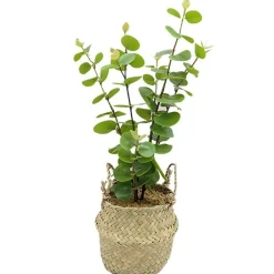 RETIF Eukalyptus Mit Weidenubertopf H 40 Cm Fashion