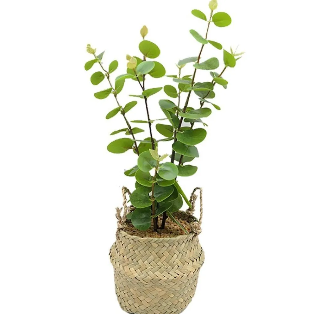 RETIF Eukalyptus Mit Weidenubertopf H 40 Cm Fashion