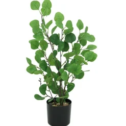RETIF Gruner Eukalyptus Im Topf H 60 Cm Online