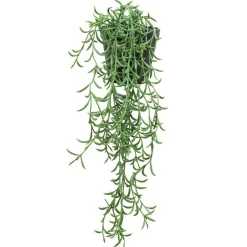 RETIF Hangende Sukkulente Rhipsalis Cassutha Im Topf H 50/60 Cm Best