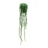 RETIF Hangende Sukkulente Sedum Morganium Im Topf H 50/60 Cm Cheap