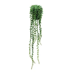 RETIF Hangende Sukkulente Sedum Morganium Im Topf H 50/60 Cm Cheap