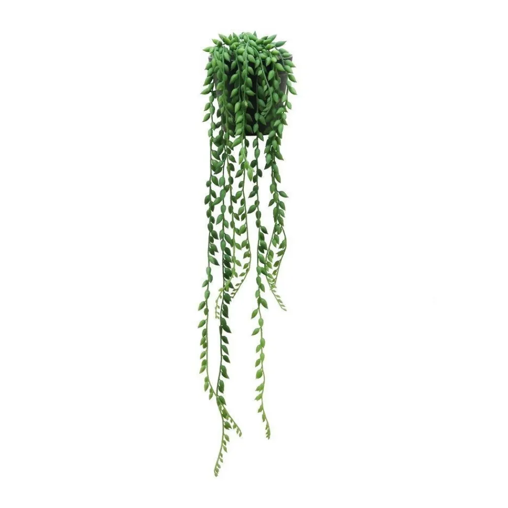 RETIF Hangende Sukkulente Sedum Morganium Im Topf H 50/60 Cm Cheap