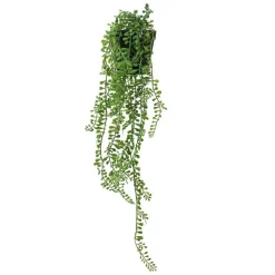 RETIF Hangende Sukkulente Senecio Herreanus Im Topf H 50/60 Cm Outlet