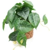 RETIF Syngonium Im Topf Mit Rohrgeflecht-Effekt H 20 Cm Fashion