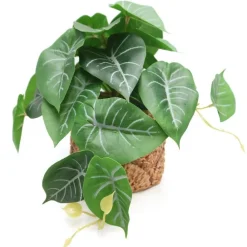 RETIF Syngonium Im Topf Mit Rohrgeflecht-Effekt H 20 Cm Fashion