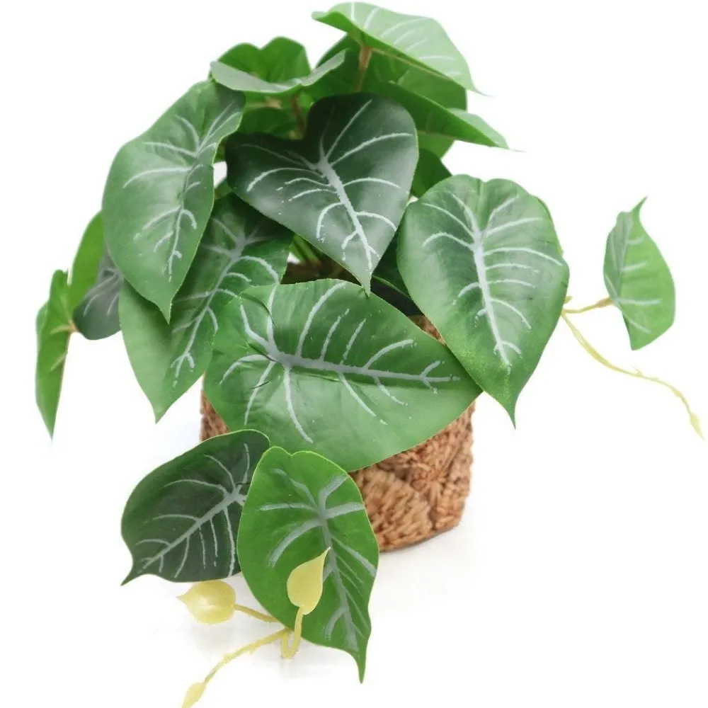 RETIF Syngonium Im Topf Mit Rohrgeflecht-Effekt H 20 Cm Fashion